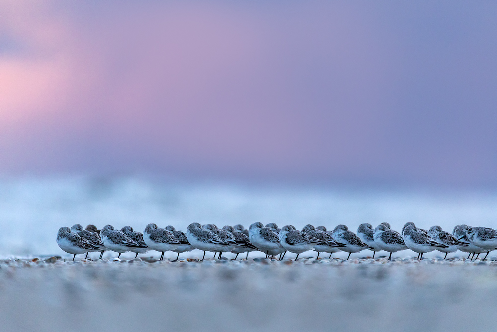 Sanderlinge © Robert Sommer