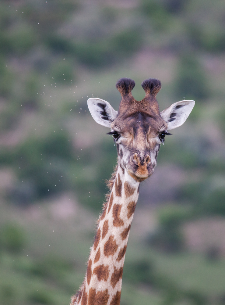 Giraffe | Safari © Robert Sommer