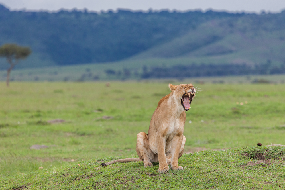 Löwe| Safari © Robert Sommer