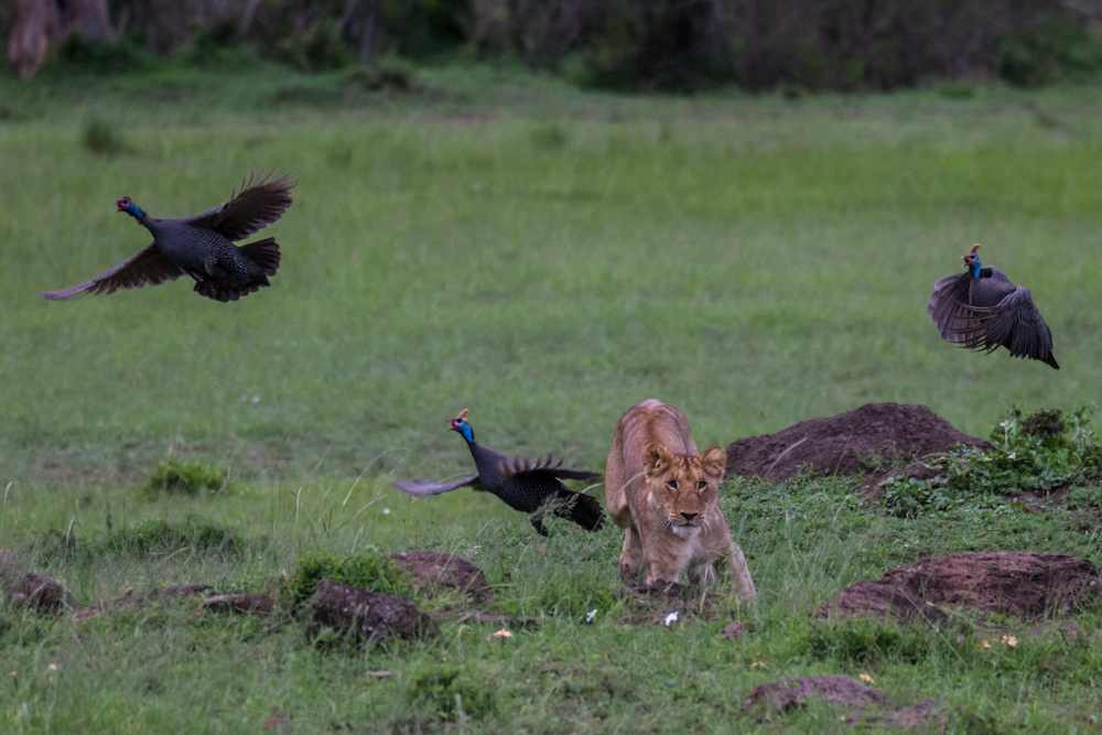 Löwen auf der Jagd | Safari © Robert Sommer