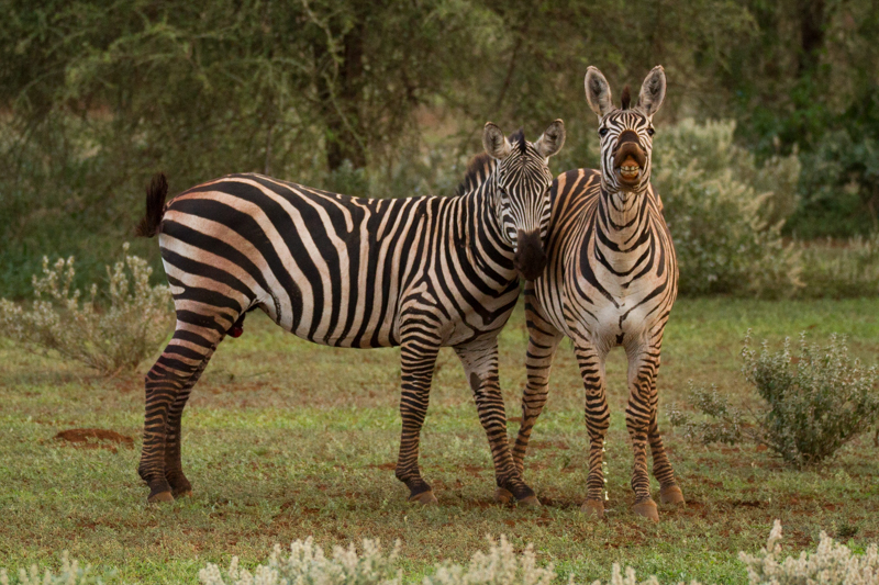 Zebras © Robert Sommer