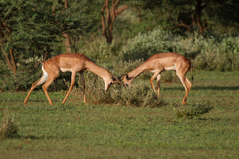 Impalas © Robert Sommer