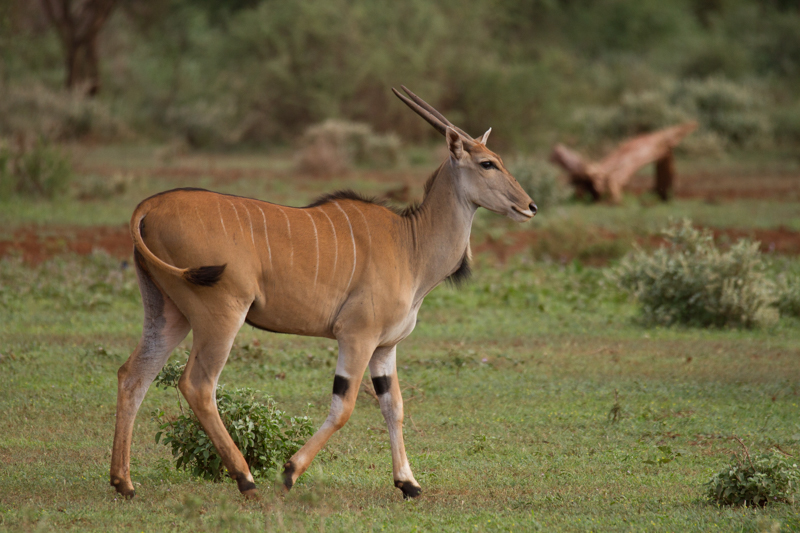 Impalas © Robert Sommer