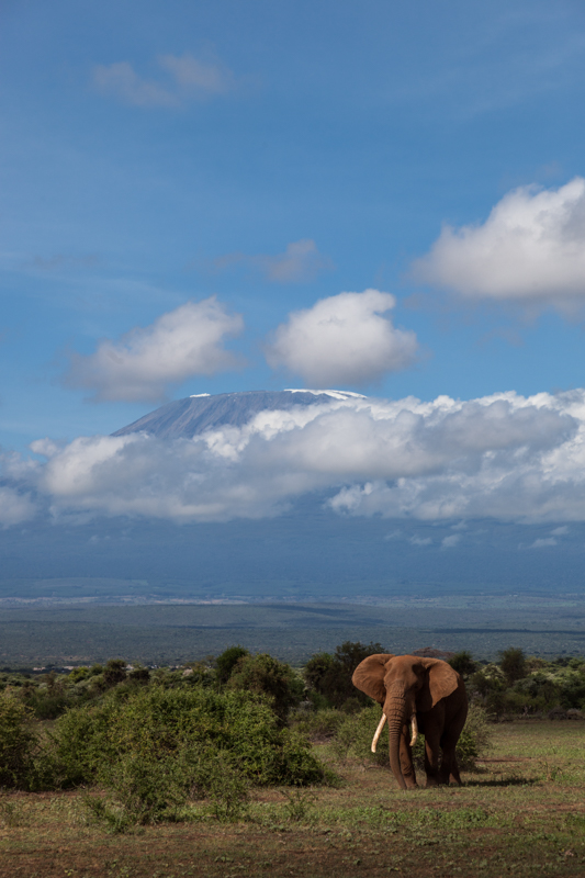Elefant | Kilimandscharo © Robert Sommer
