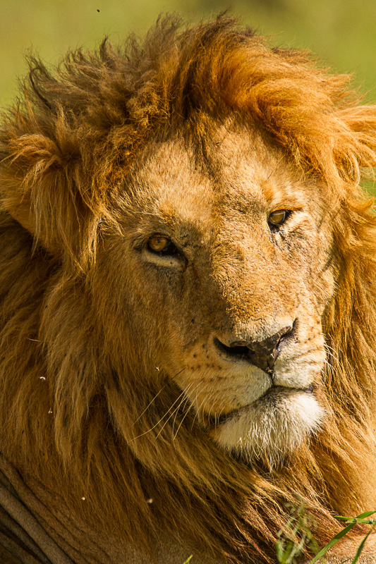 Löwe © Robert Sommer