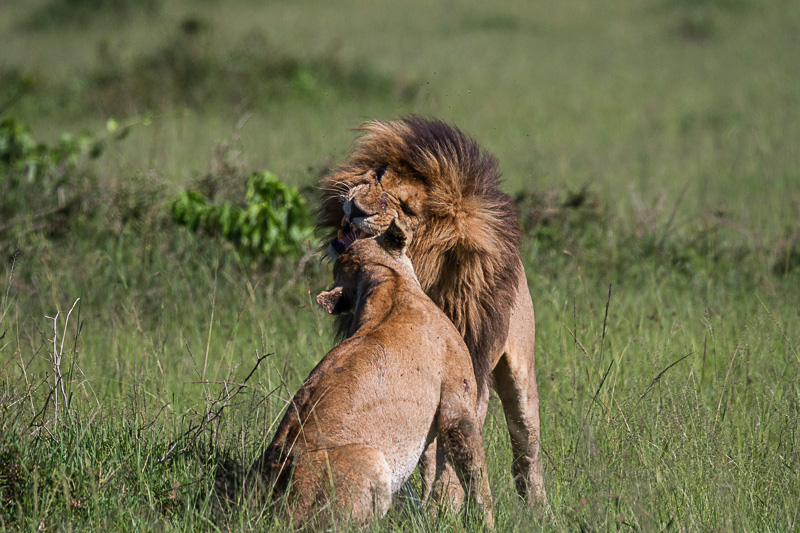 Löwen © Robert Sommer