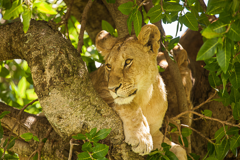 Löwen © Robert Sommer