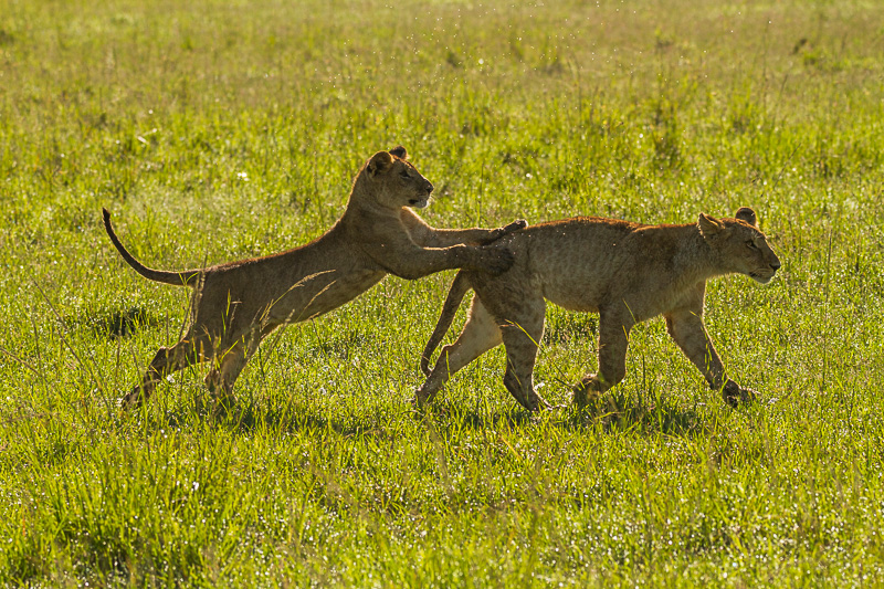 Löwenkinder © Robert Sommer