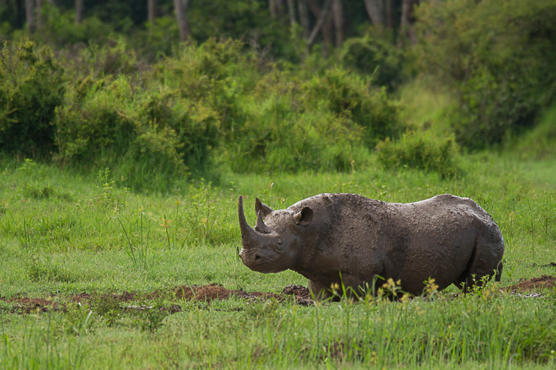 Nashorn © Robert Sommer