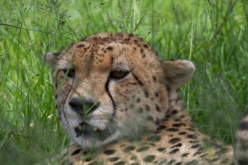 Gepard © Robert Sommer