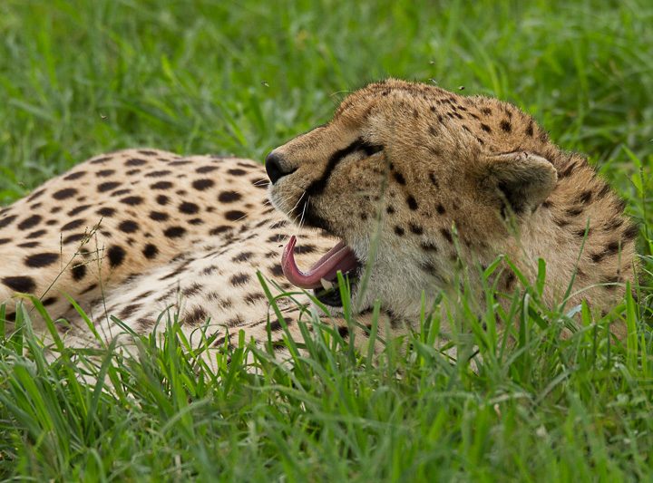 Gepard © Robert Sommer