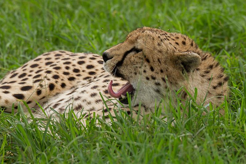 Gepard © Robert Sommer