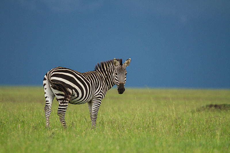 Zebra © Robert Sommer