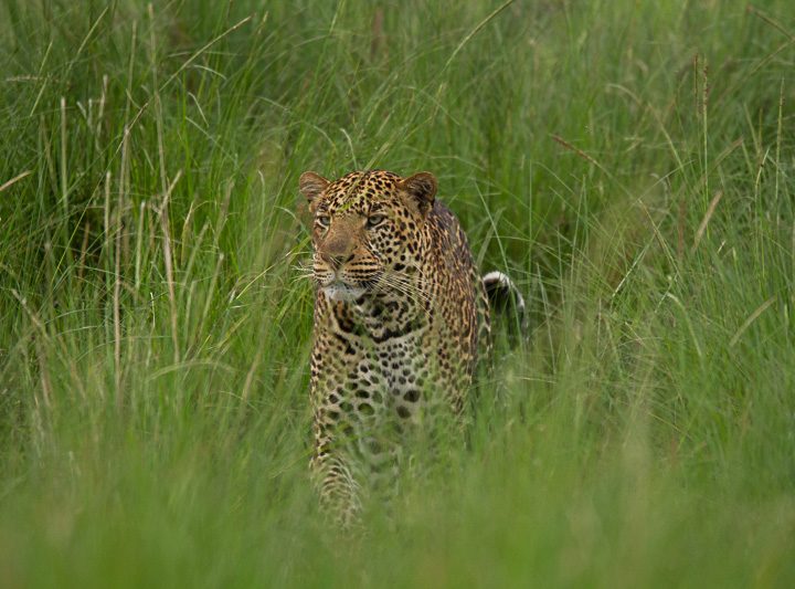 Leopard © Robert Sommer