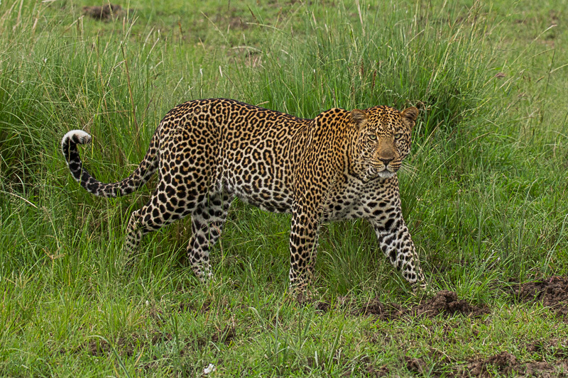 Leopard © Robert Sommer