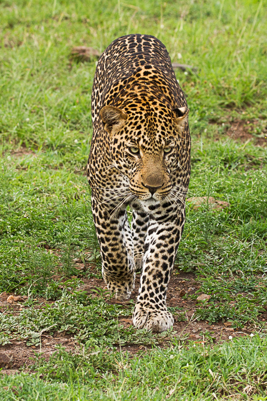 Leopard © Robert Sommer