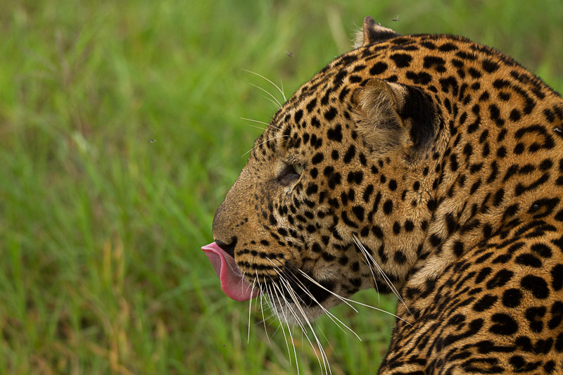 Leopard © Robert Sommer