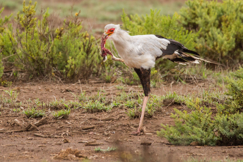 Sekretär © Robert Sommer