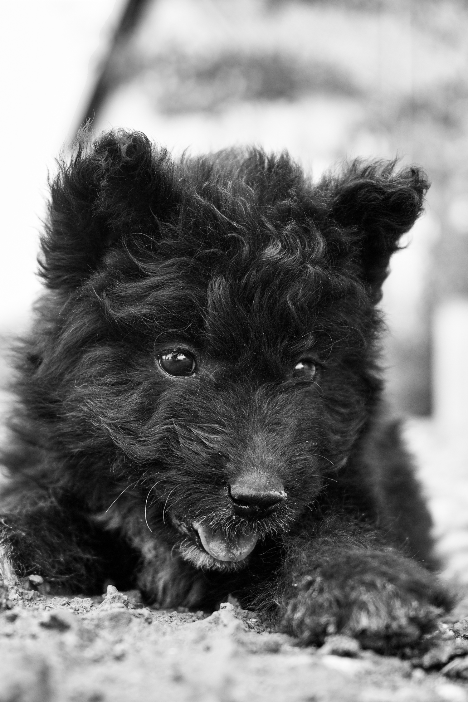 Hundeblick - Einfach unwiderstehlich | Schwarzweiß-Fotografie