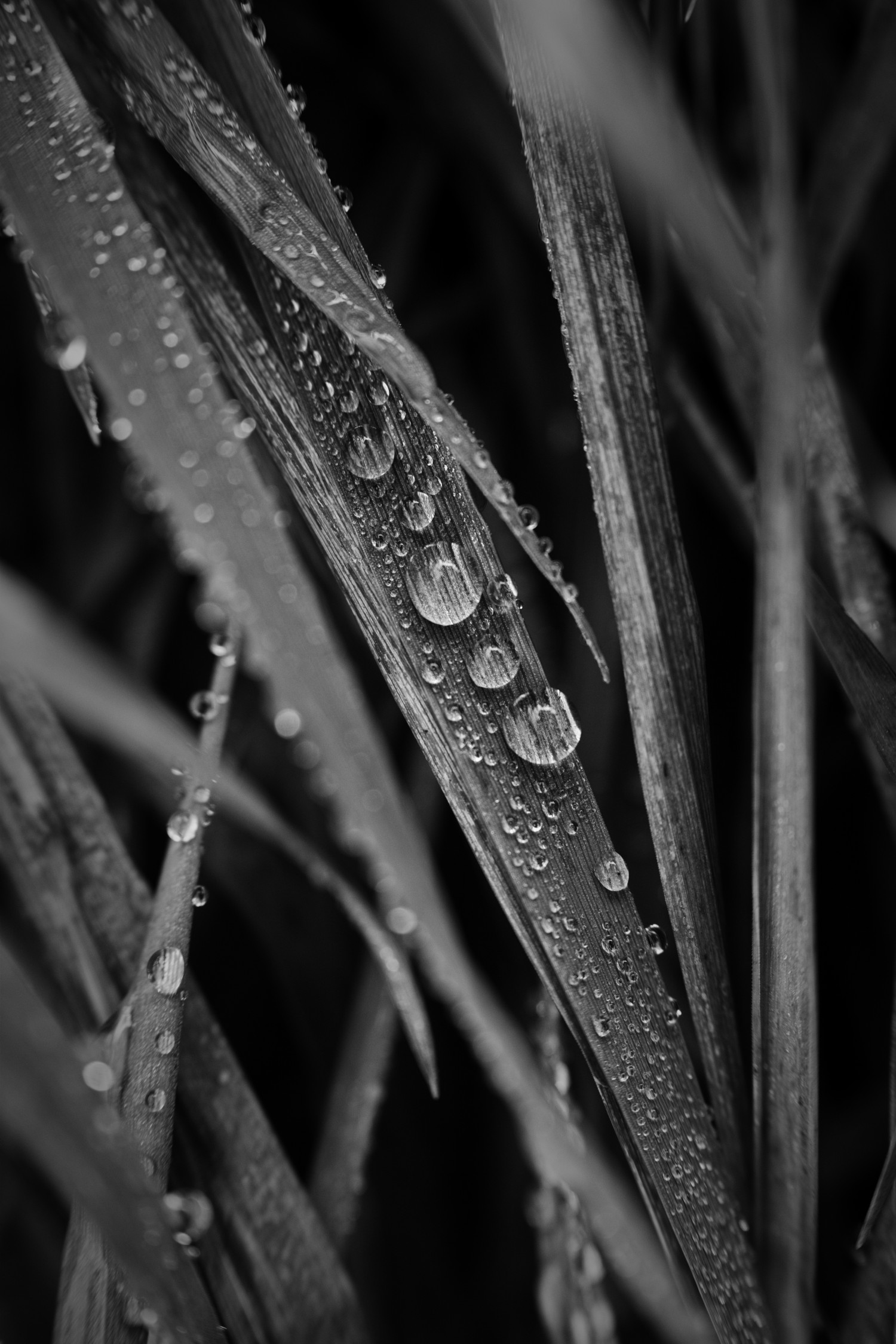Die Kraft jedes einzelnen Regentropfens | Schwarzweiß-Fotografie