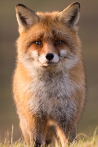 Fuchs | Tierfotografie © Alexander Ahrenhold