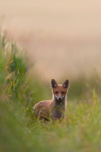 Jungfuchs | Tierfotografie © Alexander Ahrenhold