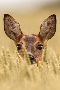 Ricke | Tierfotografie © Alexander Ahrenhold