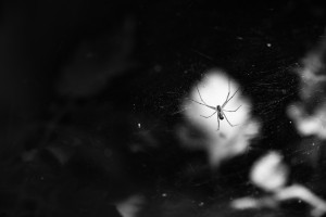 Spinne im Netz | Schwarzweiß-Fotografie