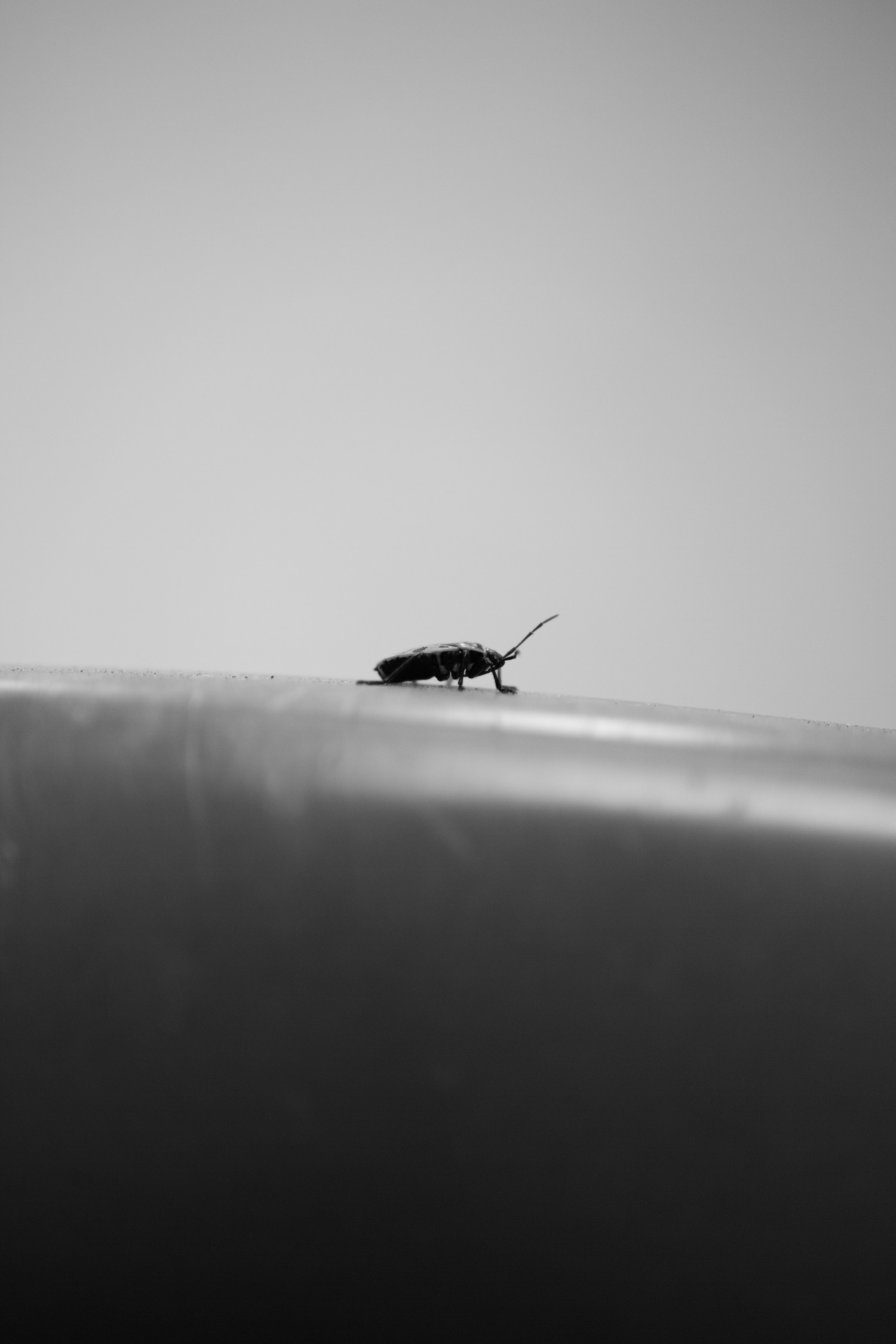 Käfer in Szene gesetzt | Schwarzweiß-Fotografie