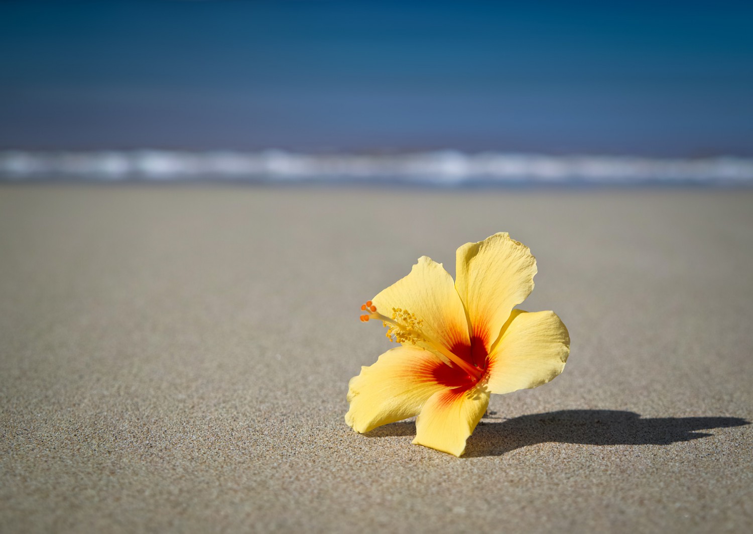 Hibiscus | 10 Tipps für entspanntes Fotografieren auf Reisen