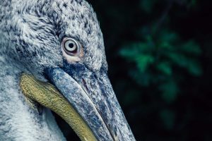 Exotischer Vogel im Visier | Tierfotografie