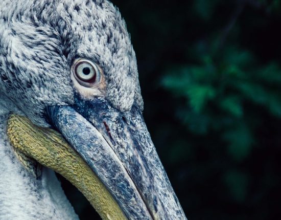 Exotischer Vogel im Visier | Tierfotografie