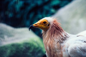 Ein Greifvogel bei der Jagd | Tierfotografie
