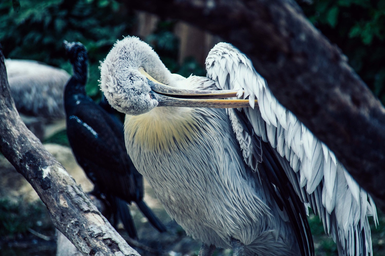 Ein exotischer Vogel bei der Schönheitspflege | Tierfotografie