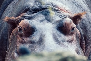 Flusspferd im Fokus | Tierfotografie