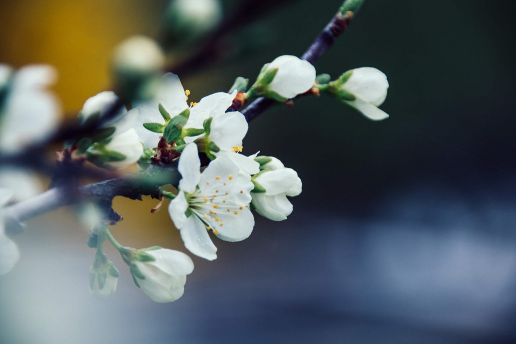 Kirschblüten in ihrer Pracht | Makrofotografie