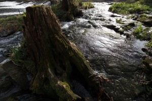 Grenzfluss Thaya - Original