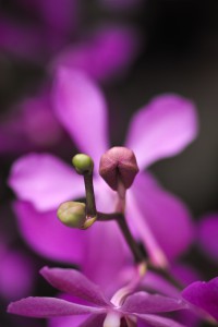 Orchidee | Makrofotografie