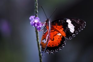 Schmetterling | Makrofotografie