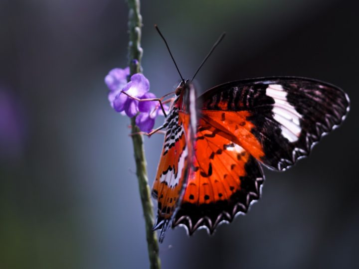 Schmetterling | Makrofotografie