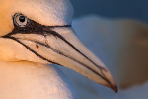 Tierfotografie auf Helgoland mit dem SIGMA 150-600mm F5-6,3 DG OS HSM | Contemporary und Tele-Konverter TC-1401 ©Robert Sommer
