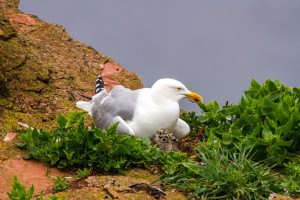 Tierfotografie auf Helgoland mit dem SIGMA 150-600mm F5-6,3 DG OS HSM | Contemporary und Tele-Konverter TC-1401 ©Robert Sommer