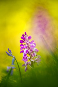 Makrofotografie - SIGMA 50-100mm F1,8 DC HSM | Art ©Robert Sommer