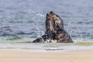 Tierfotografie auf Helgoland mit dem SIGMA 150-600mm F5-6,3 DG OS HSM | Contemporary ©Robert Sommer