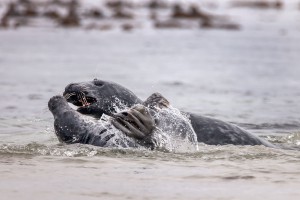 Tierfotografie auf Helgoland mit dem SIGMA 150-600mm F5-6,3 DG OS HSM | Contemporary und Tele-Konverter TC-1401 ©Robert Sommer
