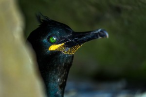 SIGMA 50-100mm F1,8 DC HSM | Art ©Robert Sommer