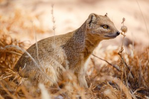 Kalahari ©Kevin Winterhoff
