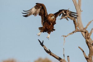 Kalahari ©Kevin Winterhoff
