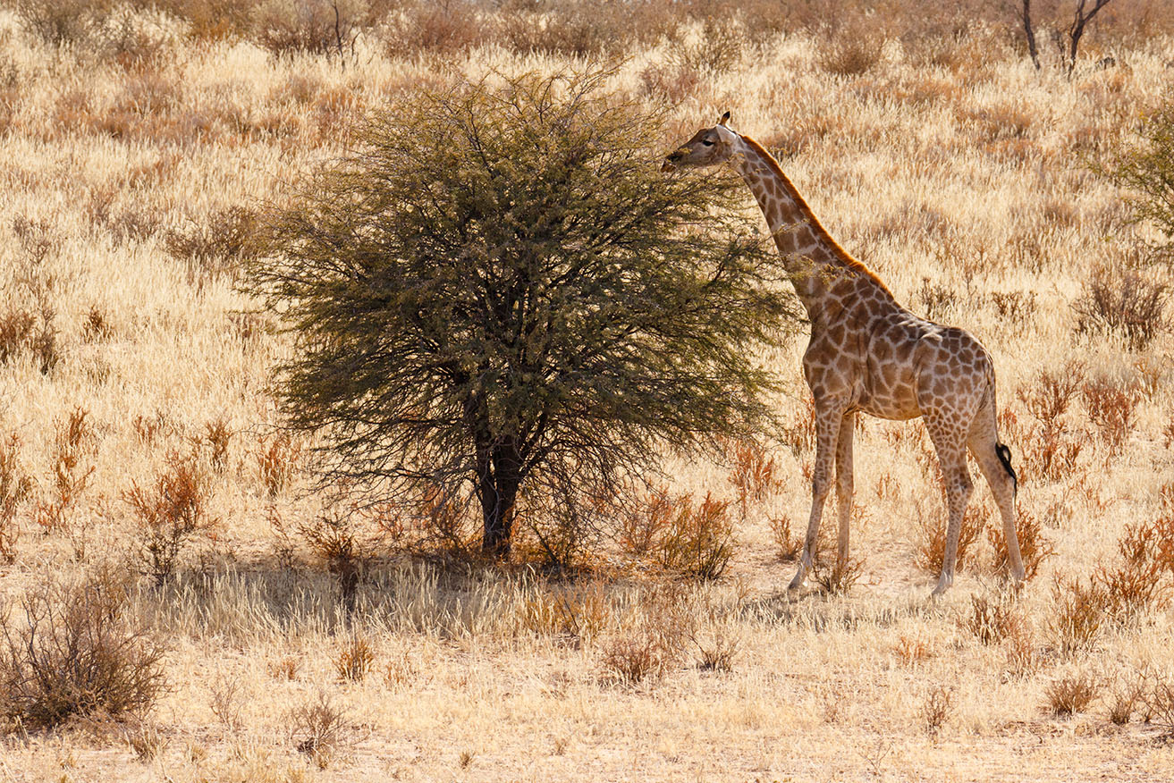 Kalahari ©Kevin Winterhoff