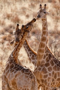 Kalahari ©Kevin Winterhoff